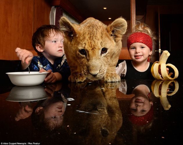 En vez de un “lindo gatito”, la mascota de estos niños es un león cachorro 7