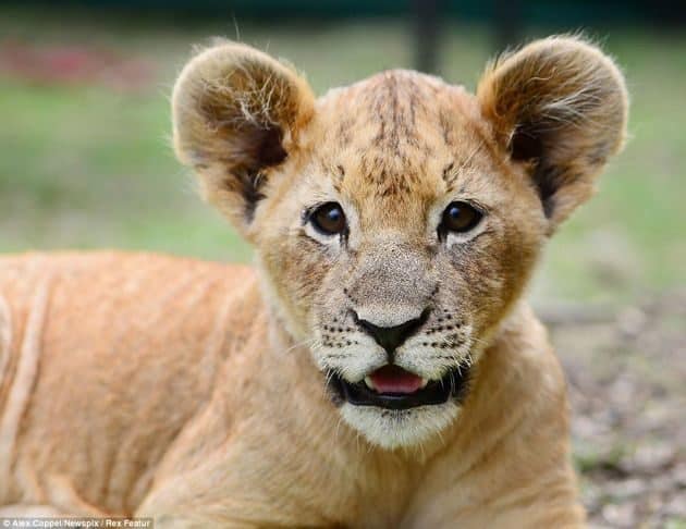 En vez de un “lindo gatito”, la mascota de estos niños es un león cachorro 8