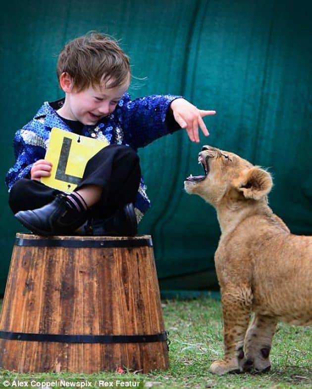 En vez de un “lindo gatito”, la mascota de estos niños es un león cachorro 9