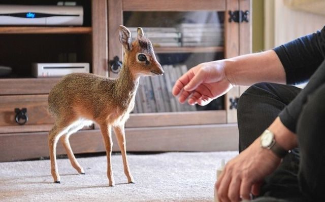 Aluna, el mini antílope más bonito del mundo 11