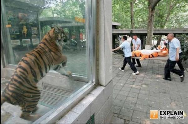 size123290explainthisim-6559817-8964035