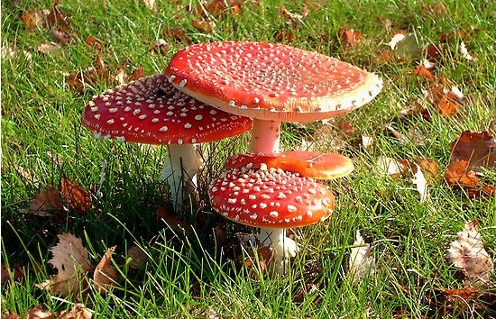 noticiascuriosas Los alimentos más peligrosos de la gastronomía internacional