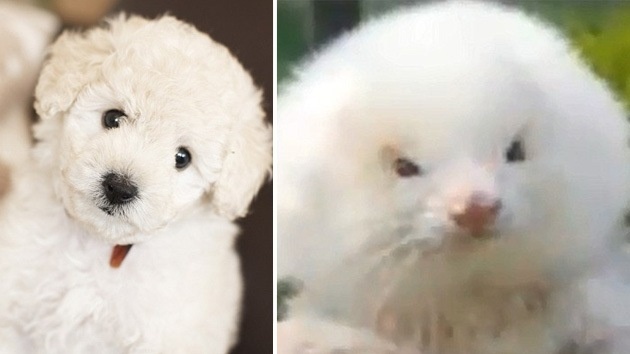 Compro un caniche y resulto ser un Hurón Compro un caniche y resulto ser un Hurón 1