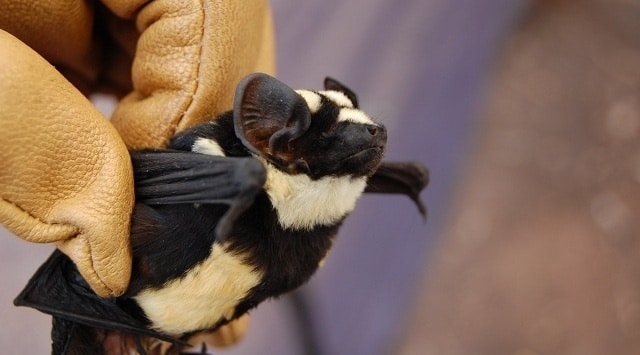 Encuentran en África un nuevo murciélago parecido a un panda 1 Encuentran en África un nuevo murciélago parecido a un panda 2