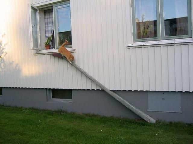 El puente de los gatitos 3