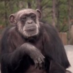 #Video Un grupo de chimpancés liberados del laboratorio ve el cielo por primera vez en su vida 6