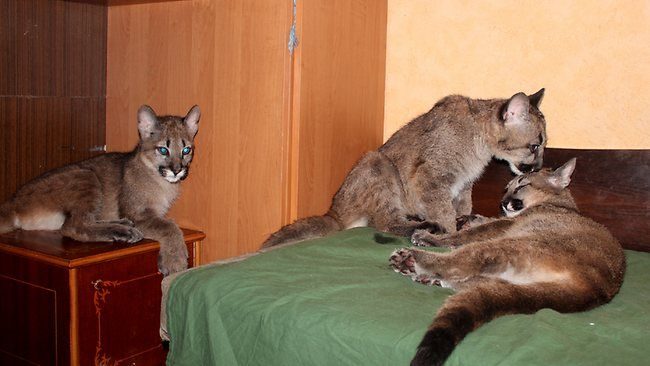 Chica lituana comparte apartamento con tres pumas 2 Chica tiene tres pumas en su apartamento