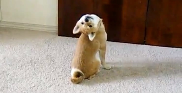 Shiba: el perro flexible 1 Shiba: el perro flexible 2