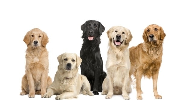 5 cosas que no sabías sobre los perros 1 5 cosas que no sabías sobre los perros 2