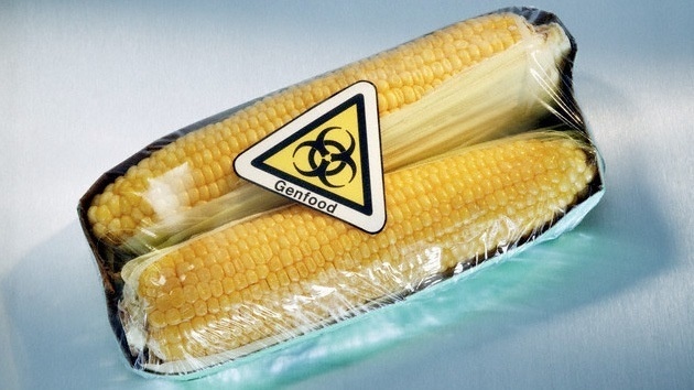 El maíz transgénico además de pobre en nutrientes es tóxico 5