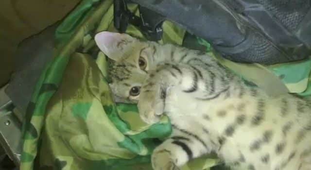 Un soldado salva a un gato en Afganistán y el animal le devuelve el favor 3