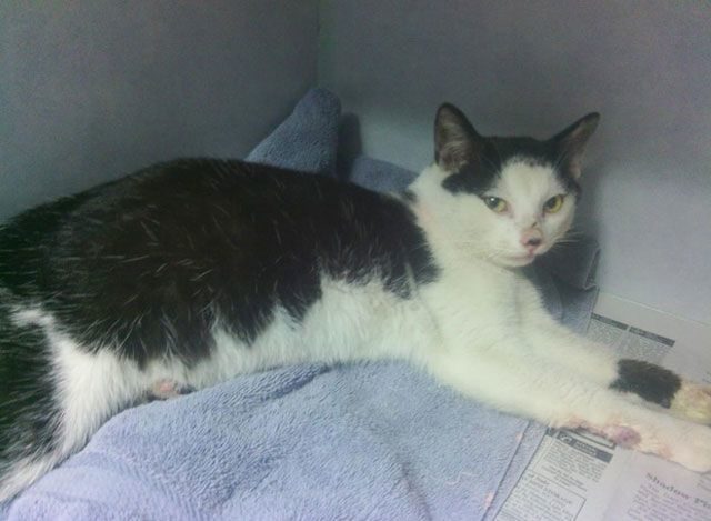 Un niño de 10 años salva a un gato de unos niños que lo estaban maltratando 3