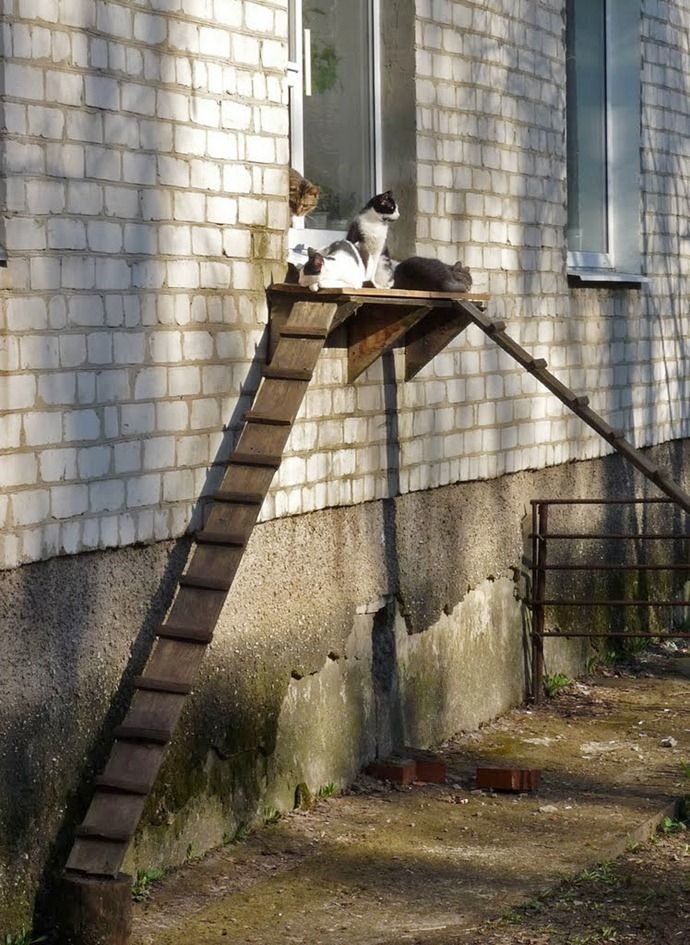 El puente de los gatitos 10