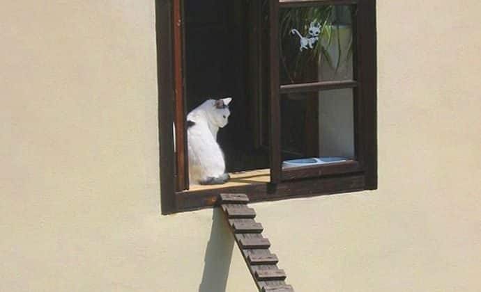El puente de los gatitos 12
