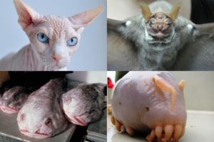 Animales y Naturaleza 16