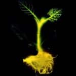 Plantas modificadas genéticamente brillan en la oscuridad y pueden en un futuro reemplazar a las lámparas 6
