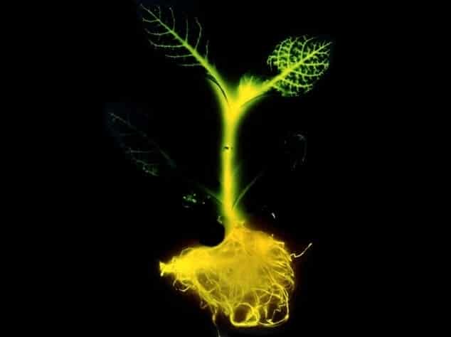 Plantas modificadas genéticamente brillan en la oscuridad y pueden en un futuro reemplazar a las lámparas 5