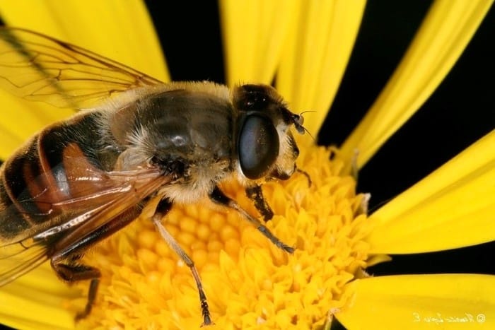 Europa prohíbe tres pesticidas que matan a las abejas 3