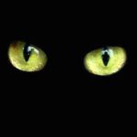 El trágico fin del gatito que fue espía 16