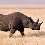 Mataron al último rinoceronte negro: otra especie extinguida 3