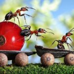 Fotógrafo ruso crea un mundo de cuento de hadas con hormigas 7