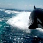 #Vídeo Grupo de orcas persiguiendo a una lancha de turistas en La Paz, México 4