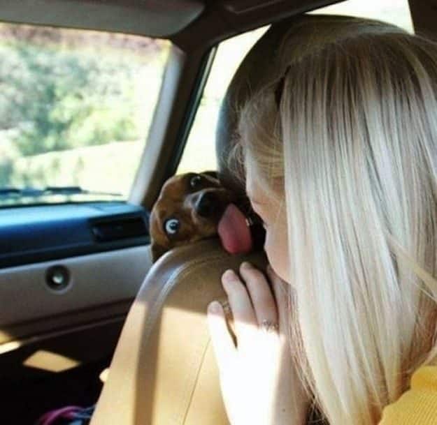 33 Perros ? totalmente descontrolados ? 22