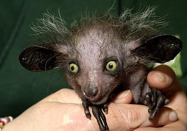 noticiascuriosas animales de pesadillas