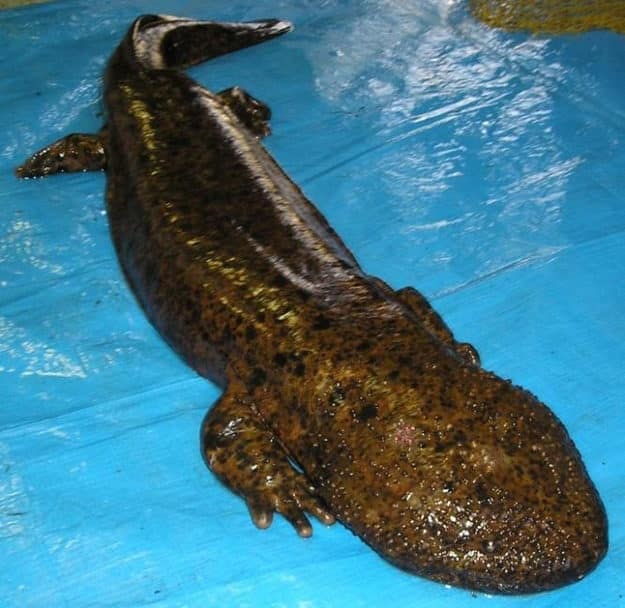 noticiascuriosas animales de pesadillas