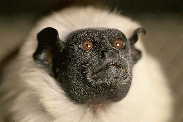 noticiascuriosas animales de pesadillas