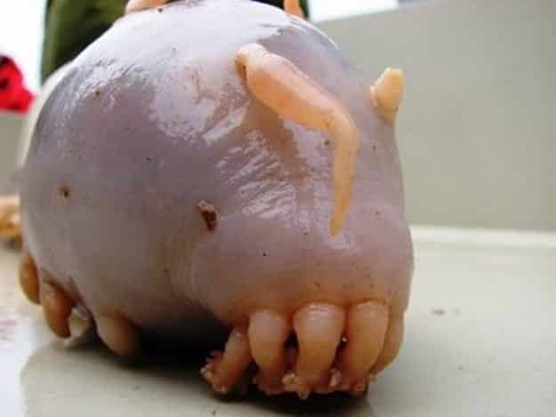 noticiascuriosas animales de pesadillas
