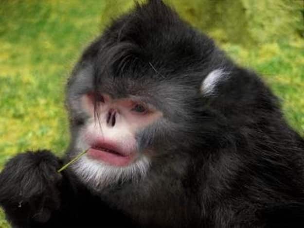 noticiascuriosas animales de pesadillas