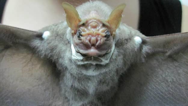noticiascuriosas animales de pesadillas