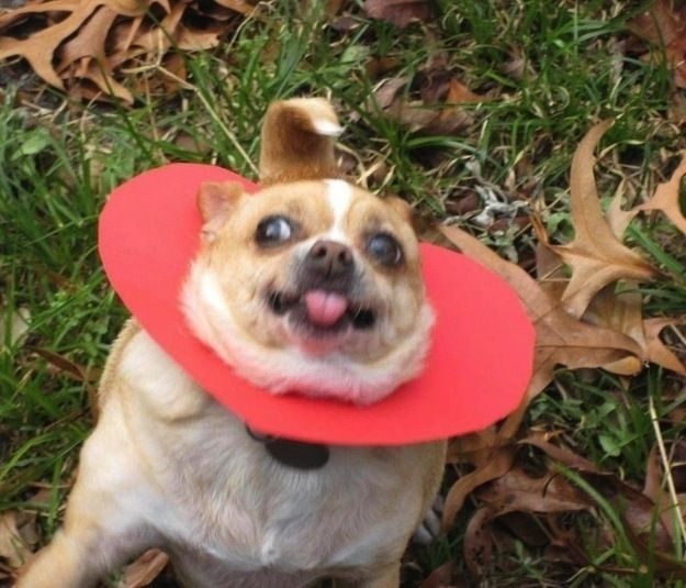 33 Perros ? totalmente descontrolados ? 28