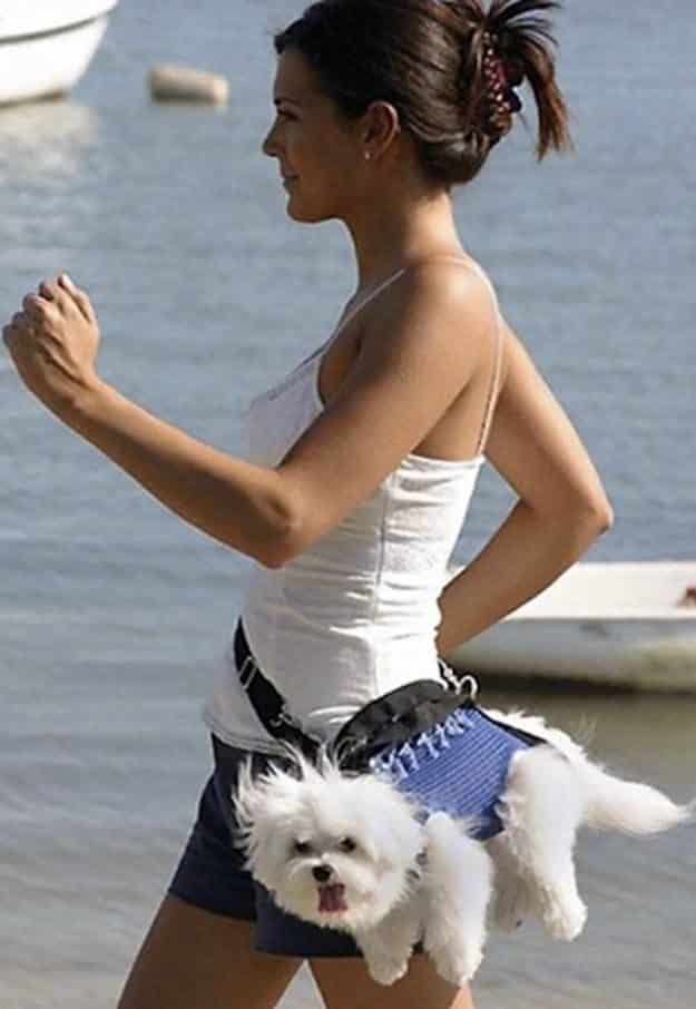 33 Perros ? totalmente descontrolados ? 34