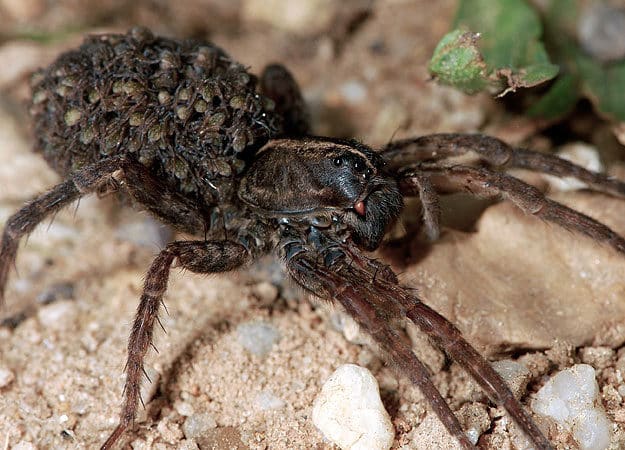 noticiascuriosas animales de pesadillas