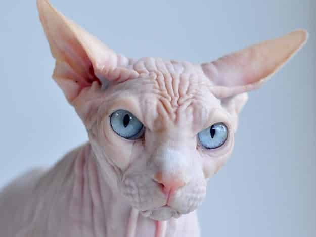 noticiascuriosas animales de pesadillas