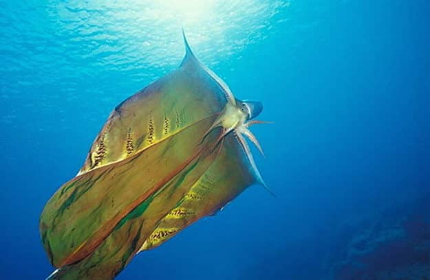 noticiascuriosas animales de pesadillas