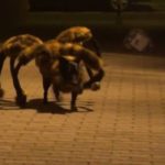 #Video Perro Araña Mutante y Gigante aterroriza Polonia 8