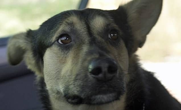 #Video Spot de Navidad "NO COMPRES, ADOPTA" F.A.P.A.M 1 #Video Spot de Navidad "NO COMPRES, ADOPTA" F.A.P.A.M 2