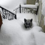 Se encuentra un Osesno en las escaleras de su casa, tras el temporal de nieve 7
