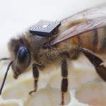 Intel Edison podría ayudar a solucionar el grave colapso de colonias de abejas 2