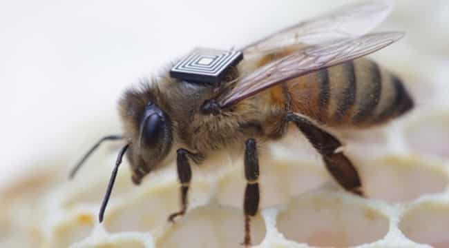 Intel Edison podría ayudar a solucionar el grave colapso de colonias de abejas 4