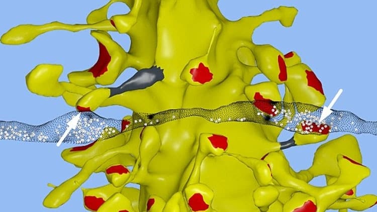 El cerebro humano es capaz de almacenar todo el contenido de Internet El cerebro humano es capaz de almacenar todo el contenido de Internet 1