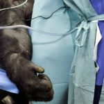 Australia usa primates para hacer estudios médicos al estilo de Frankenstein 2