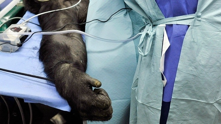 Australia usa primates para hacer estudios médicos al estilo de Frankenstein 3
