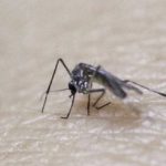 Virus del Zika: ¿Es un mosquito modificado genéticamente el causante de la epidemia? 8