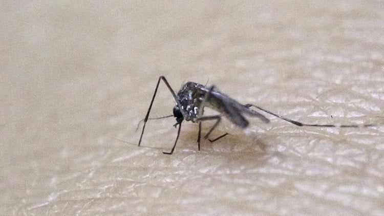 Virus del Zika: ¿Es un mosquito modificado genéticamente el causante de la epidemia? 2
