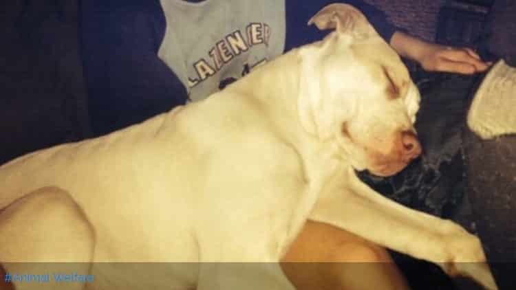 Un pitbull salvó a un niño de ser ahogado por su propia madre 1 Un pitbull salvó a un niño de ser ahogado por su propia madre 2