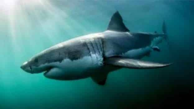 Chris Bertish el hombre que cruzó el océano Atlántico solo con un remo y una tabla 4 Un tiburón avistado por Chris Bertish